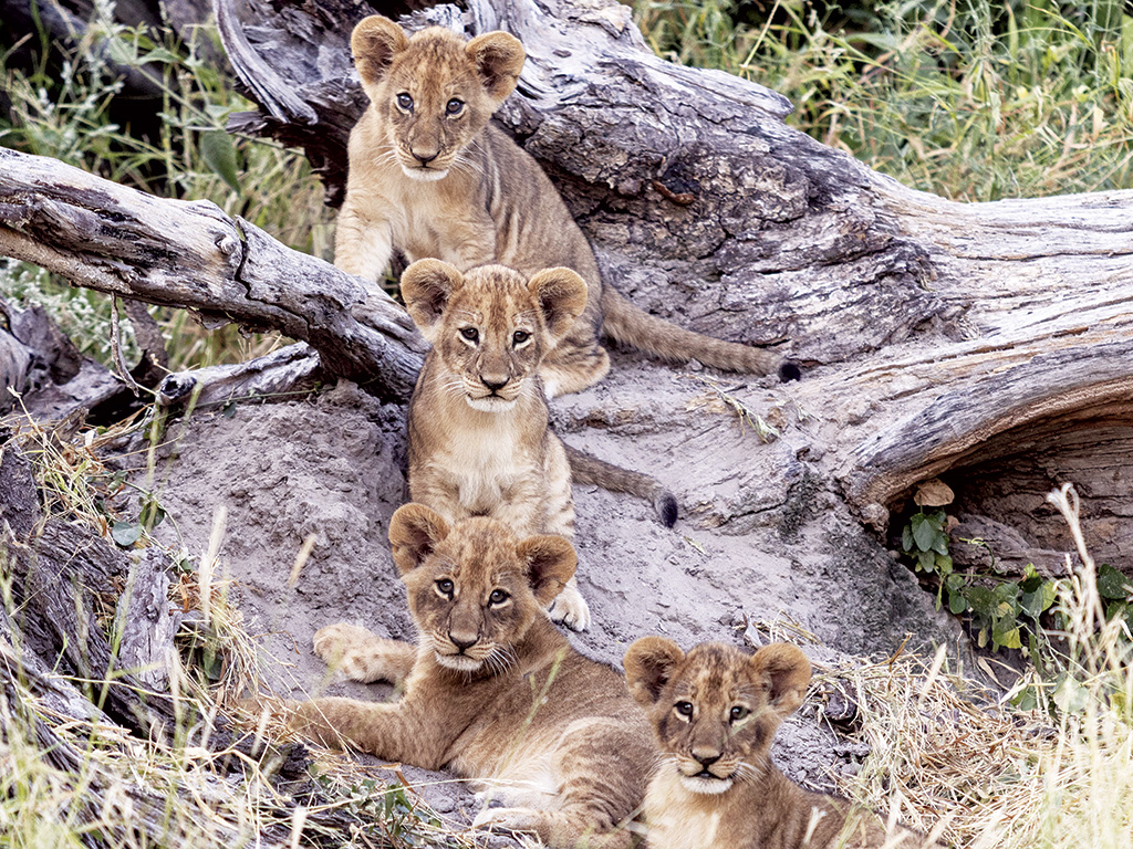  GOLDEN FAMILY GETAWAYS